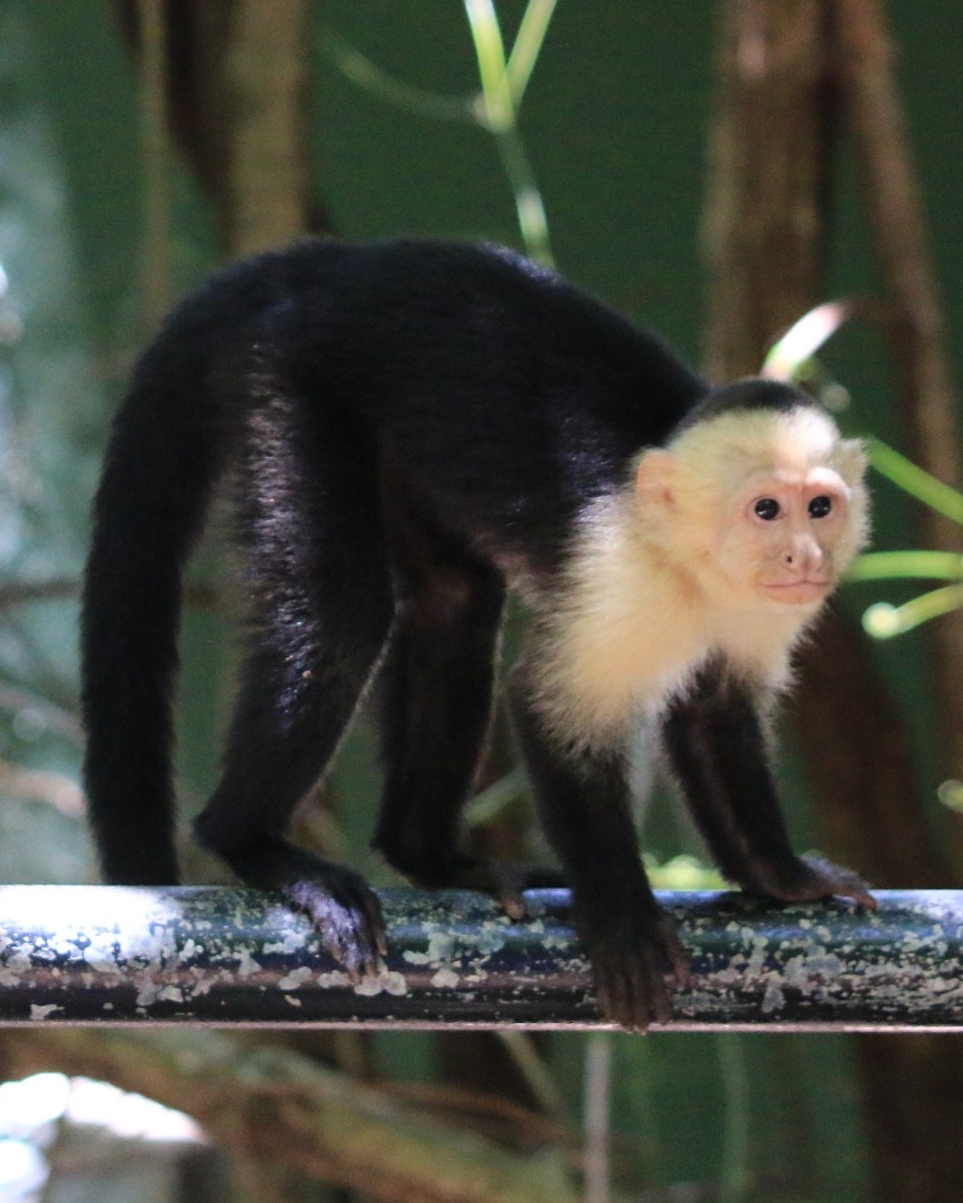 Costa Rica